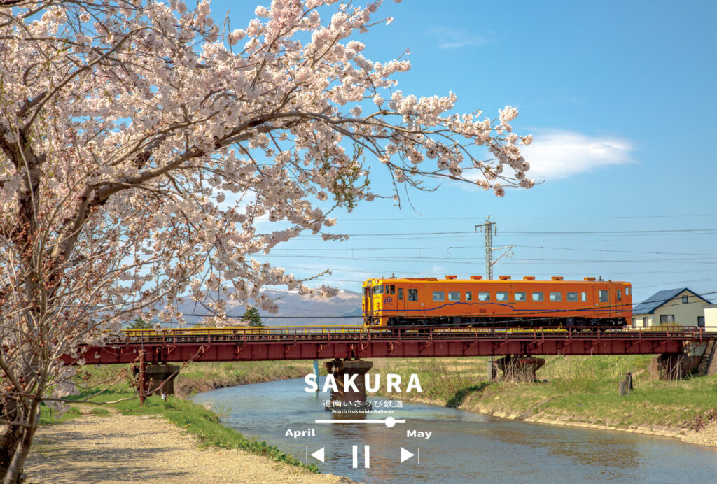 ほりベイ オリジナル 道南いさりび鉄道の春（桜の景色）