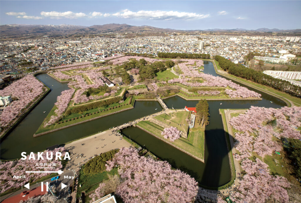 ほりベイ オリジナル 五稜郭公園の春